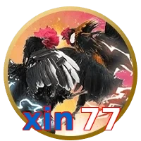 xin77
